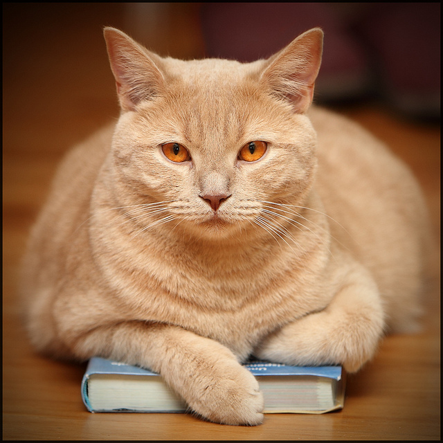 Katze mit einem Buch unter den Pfoten