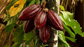 Rohe Bio Kakaonibs - 1kg (mit Biosiegel) - 
